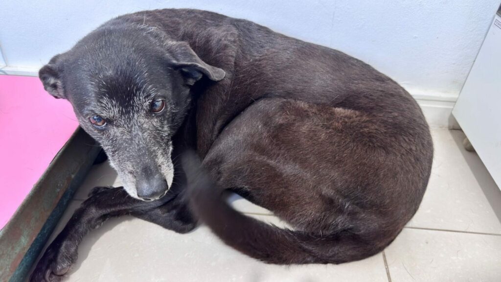 Morre Pretinha, companheira do cão Orelha, em Florianópolis