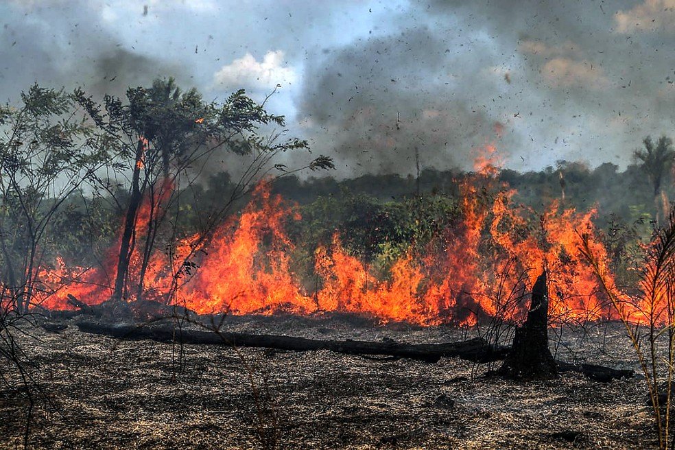 Brasil em chamas: especialistas alertam para impacto devastador das queimadas