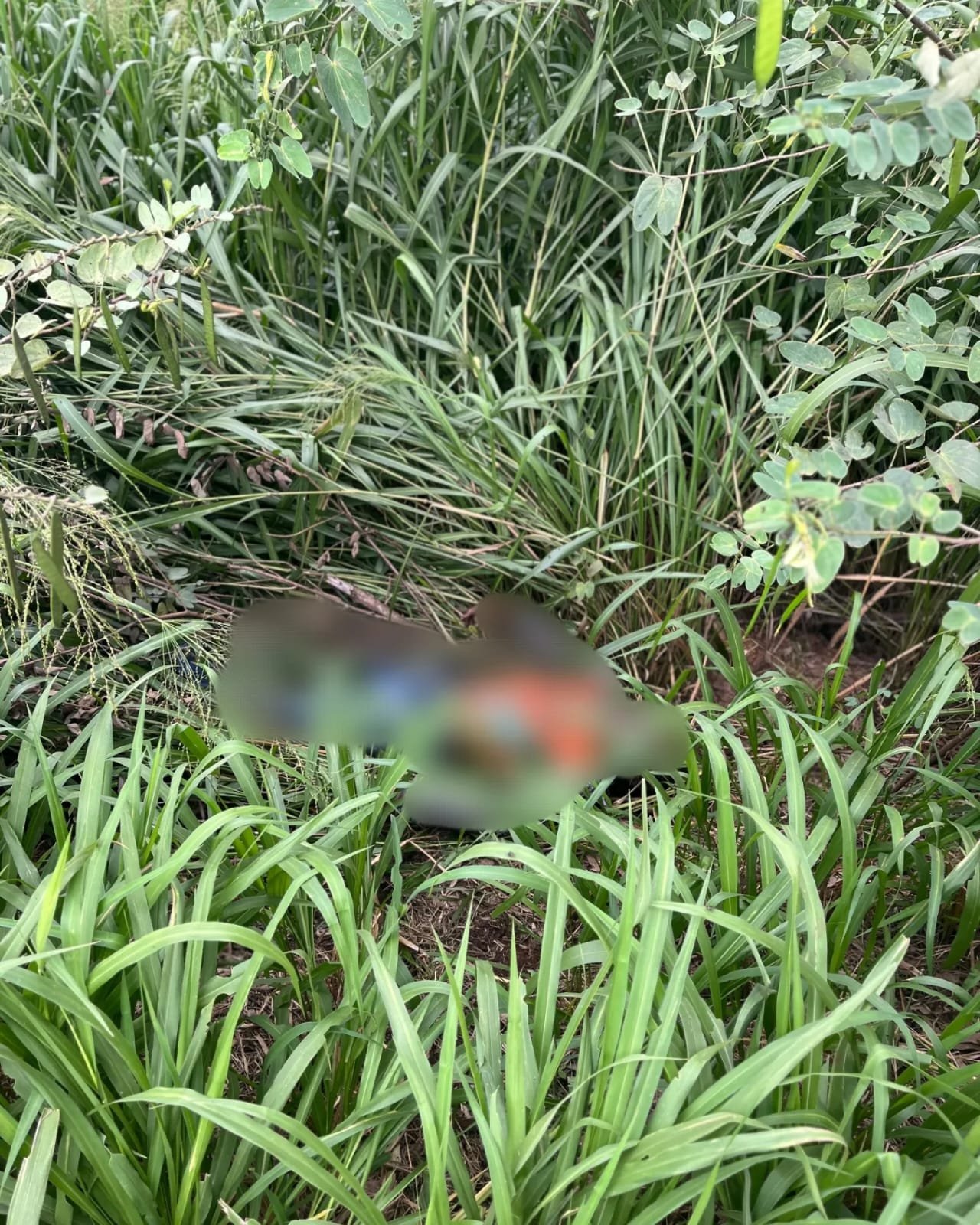 Cadáver em avançado estado de decomposição é achado nas margens da BR 153