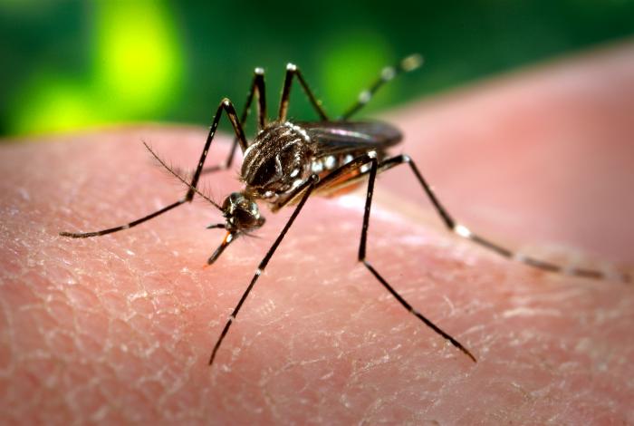 Genocídio? Dengue já matou mais em 2024 que na soma dos últimos 7 anos