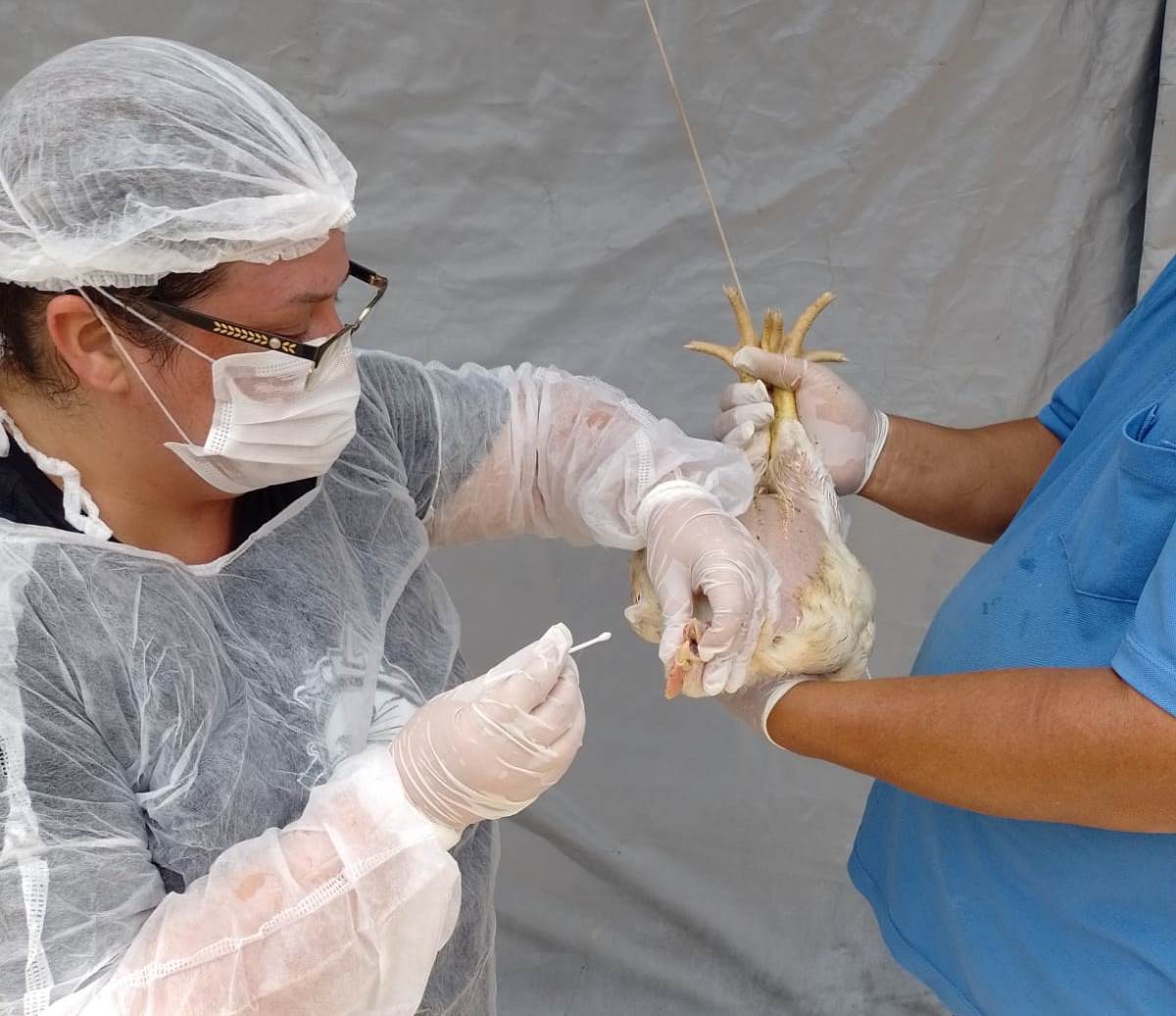 Goiás Decreta Situação de Emergência Zoossanitária Preventiva Contra Gripe Aviária