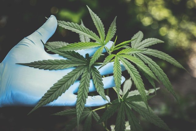 Anvisa flexibiliza regras para prescrição de Cannabis no Brasil