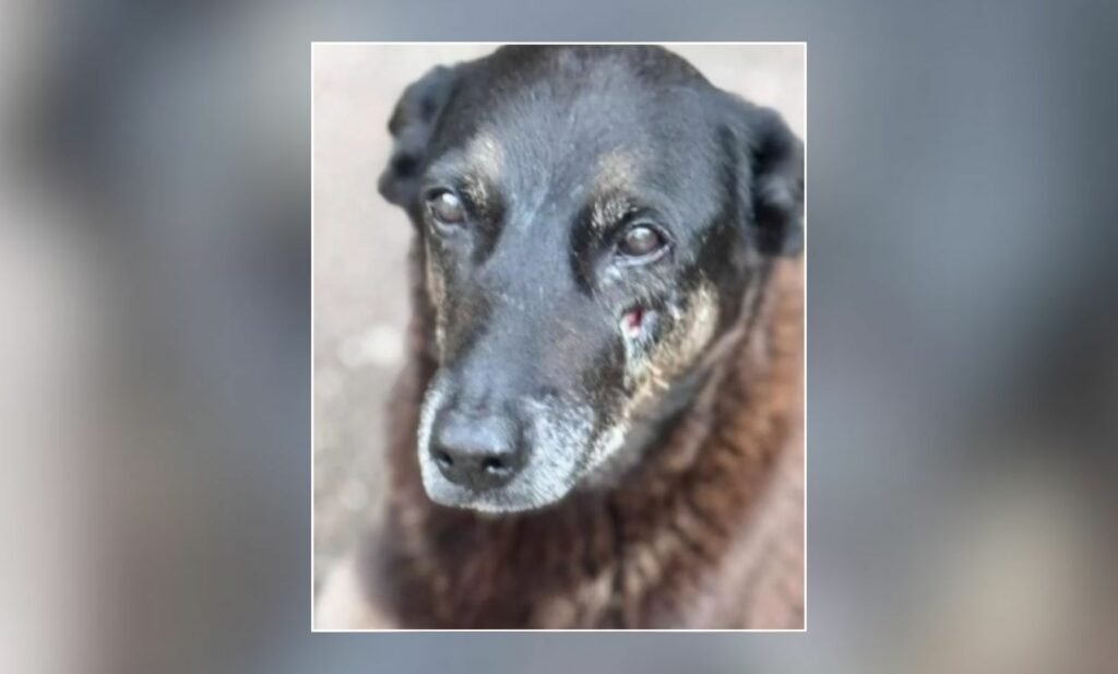Maus-tratos a animais: Governo anuncia Decreto Cão Orelha