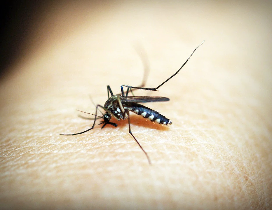 Brasil tem mais de 650 mil casos de dengue e 438 óbitos em análise