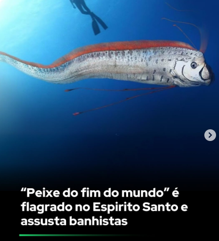 Um peixe-remo, uma criatura marinha associada a presságios de desastres naturais