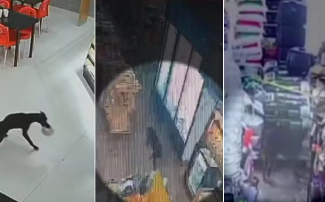 VÍDEO: 'Vira-lata meliante' que furtou padaria e mercado faz novo furto de comida em Goianésia