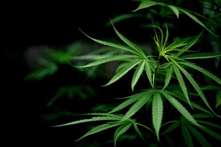 Quanto é 40g de maconha? Veja comparativo com outros produtos