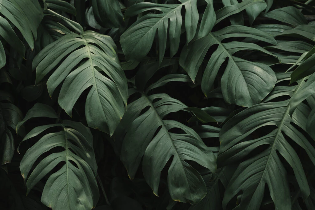 Pesquisadores mudam nomes de 200 plantas tidos como racistas