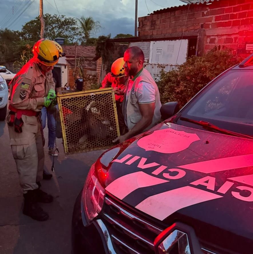 Traficante de Animais: Polícia resgata vários animais em condições de maus-tratos em Uruaçu