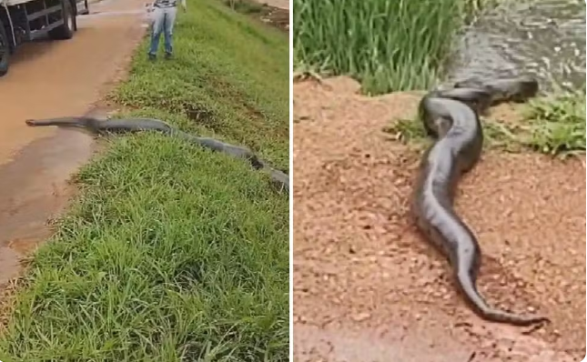 Motoristas param em rodovia para sucuri gigante atravessar pista em Goiás