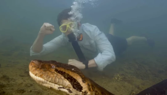 Cientista descobre maior sucuri do mundo na Amazônia; veja