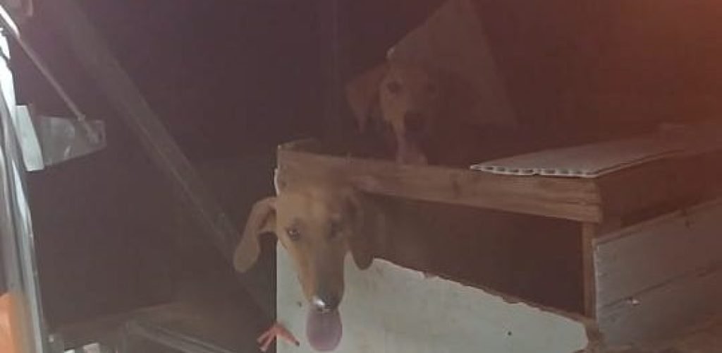 PRF flagra transporte precário de seis cachorros em ônibus na BR-153, em Porangatu