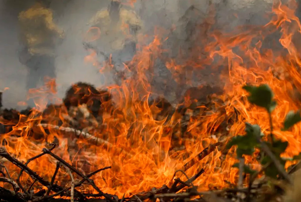 Número de queimadas até junho no Pantanal sobe 1.776% em 2024