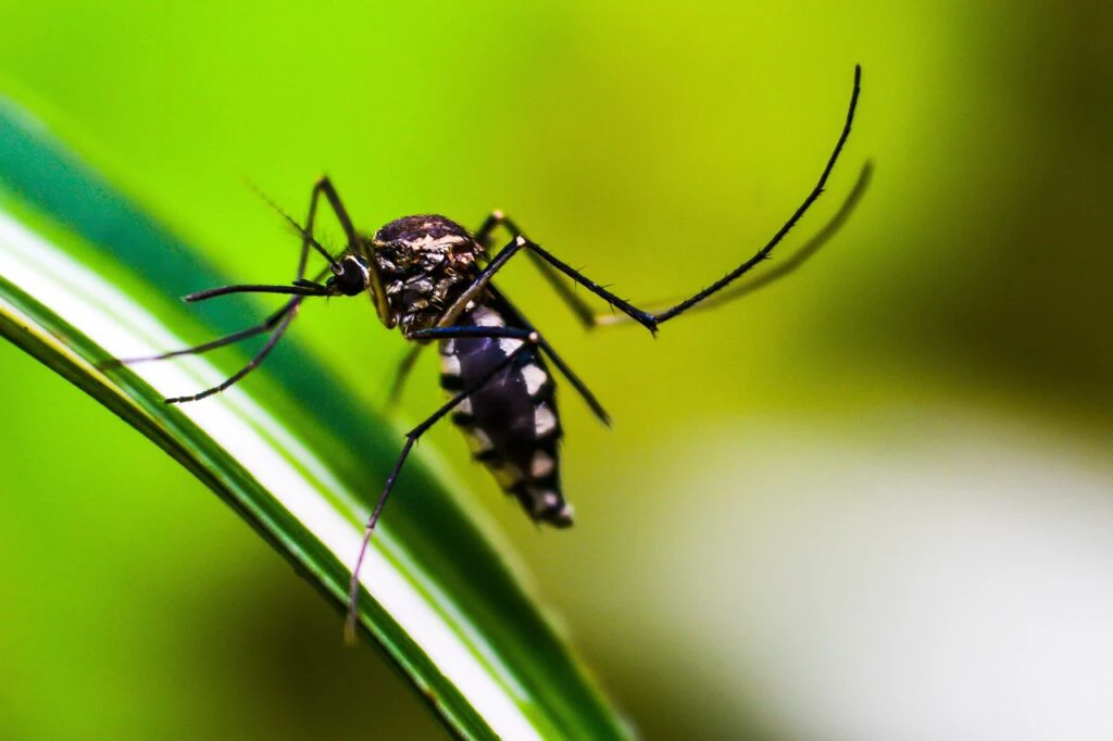 Anvisa aprova 1ª vacina contra a Chikungunya, do Butantan